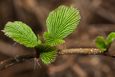 Leaves a-bursting!