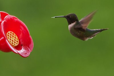 A drop to drink