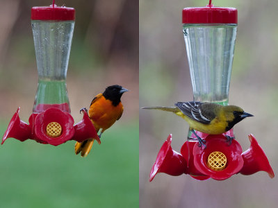 Mr & Mrs Oriole