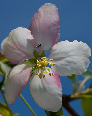 Blossom & Blue Sky