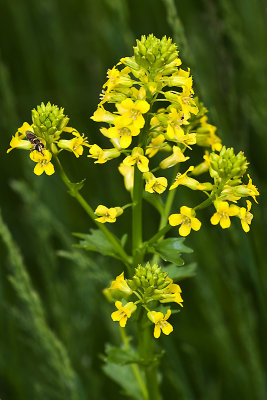 Yellow flower & hoverfly