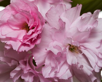Double flowering cherry