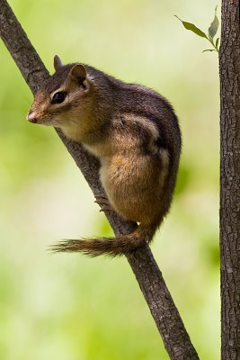 Chipmunk on a stick