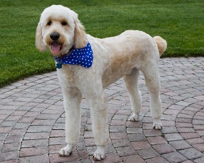 Freshly groomed Teddy