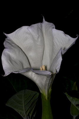 Moonflower