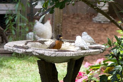 Robin taking a bath