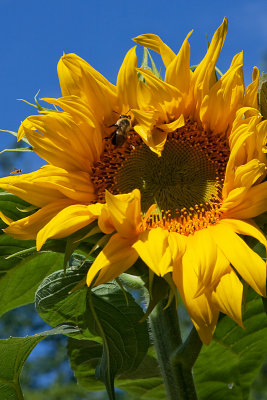 Sunflower Day 2