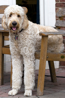Teddy on the seat