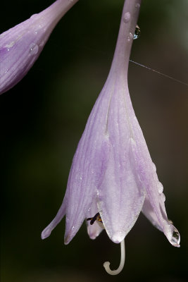 Hosta flower after the rain