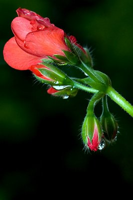 Geranium after the rain