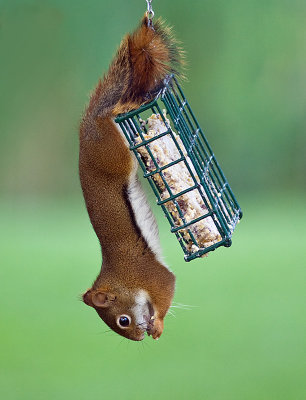 Happy little squirrel