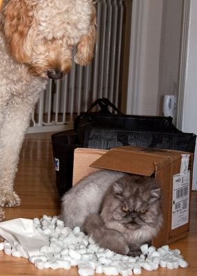 Smokey, what ARE you doing??