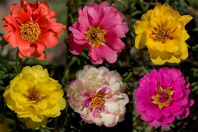 Portulaca Sundial Mix