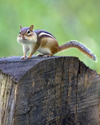 A full and happy chipmunk