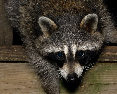 Creeping racoon