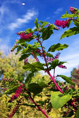 Pink stemmed wildflower