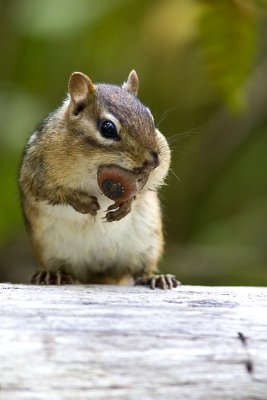 Chipmunk with Acorn