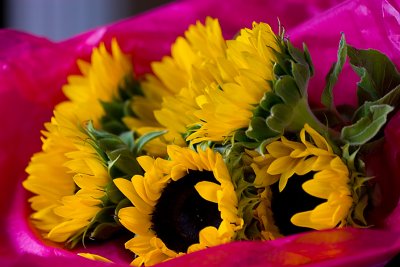 Sunflowers in pink tissue