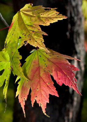 Backlit autumn leaves