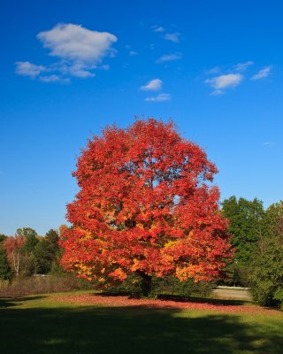 Autumn Tree & Sky