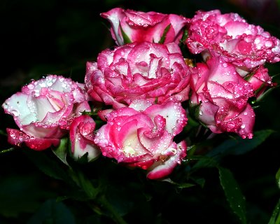 Raindrops on Roses