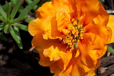 Bright Orange Portulaca