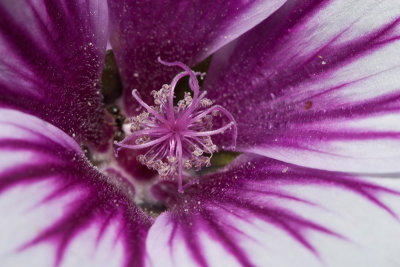 Mallow flower centre