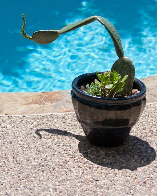 Happy Cactus