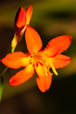 Crocosmia