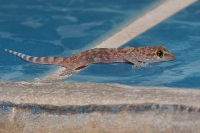 Lizard at the pool