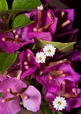 Bougainvillea after the rain