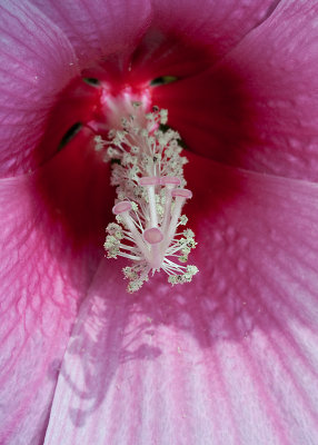 Pink Hibiscus
