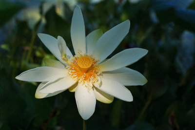Lotus Flower