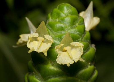White Ginger Flower