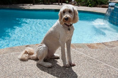 Teddy's Texas haircut
