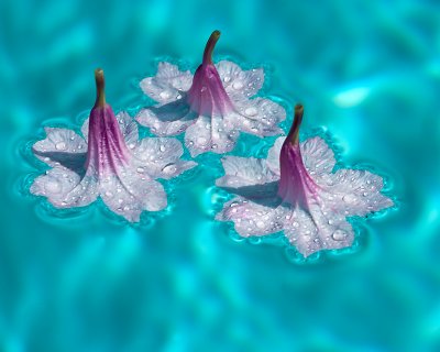 Sorting Hat flowers