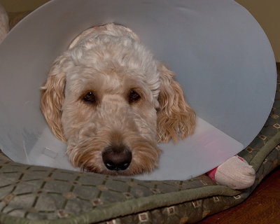 Cone Head Teddy :(