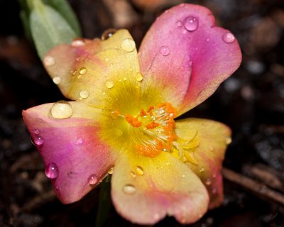 Pink & Yellow purslane