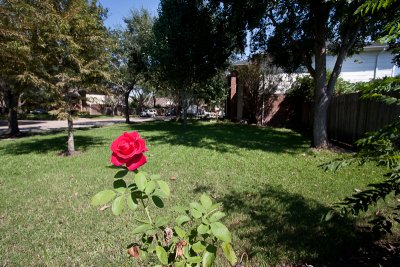 Rose & front garden