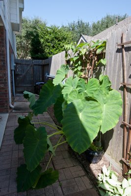 Taro and side gate