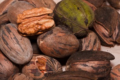 Pecan Picking