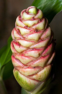 Ginger