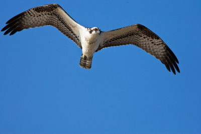 Osprey overhead
