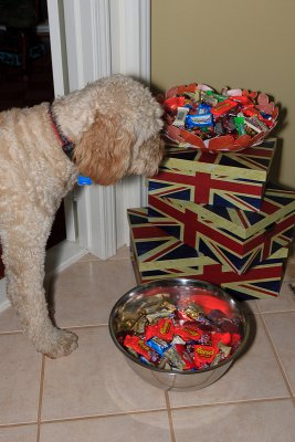 Teddy & Halloween Candy