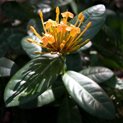 Ixora - 1st November