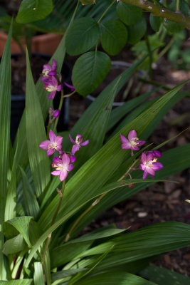Perennial orchid