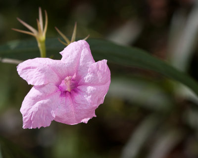 Pink Sorting Hat flower