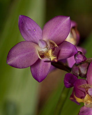 Orchid flowers close up