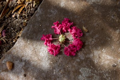 Dropped Crape Myrtle