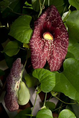 Dutchman's Pipe Flowers